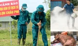 Tái xuất hiện dịch tả lợn châu Phi ở Nghệ An