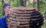 Săn được tổ ong 'khủng' 10 tầng, nặng hơn 20kg, thu cả yến nhộng