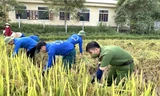 Thanh niên tình nguyện và chiến sĩ công an giúp dân gặt lúa giữa nắng nóng