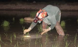 Nông dân đội đèn làm đất, cấy lúa đêm tránh nắng nóng