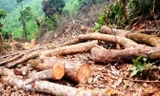 Diện tích rừng bị chặt phá