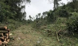 Đem cưa máy vào rừng phòng hộ đốn hạ hàng trăm cây thông mang bán