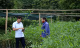 Cây tre mét giúp bà con vùng cao Nghệ An thoát nghèo