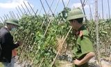 Ruộng bí xanh đang kỳ thu hoạch bất ngờ bị kẻ xấu cắt gốc, chặt quả
