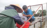 Ao hồ ngập nặng sau mưa lớn, nông dân khóc ròng vì hàng chục tấn tôm ‘mất trắng’