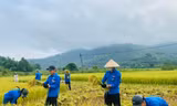 Công an, thanh niên đội nắng xuống đồng giúp người dân gặt lúa