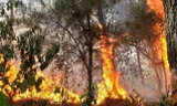 Một ngày xảy ra 2 vụ cháy rừng ở Nghệ An
