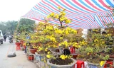 Mai vàng rực rỡ 'đổ bộ' thành Vinh chào Tết
