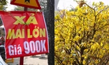 Treo biển 'xả hàng', hoa Tết vẫn vắng người mua