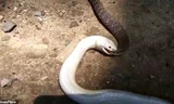 Rắn “thiêng” bạch tạng ăn tươi nuốt sống đồng loại gần ngôi đền Ấn Độ
