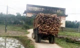 Công nông chở gỗ ‘cõng’ cả cổng làng…đi chơi