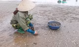 Người dân Hải Lộc nhặt ngao chết