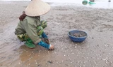 Người dân Hải Lộc nhặt ngao chết