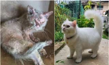 Màn lột xác không ngờ từ một bé mèo hấp hối trở thành “công chúa Tuyết” vạn người mê