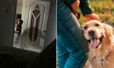 Người chủ mất ngủ vì chú chó đêm nào cũng nhìn mình chăm chăm, lý do thật bất ngờ