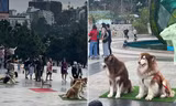 Vụ ngược đãi chó cảnh ở Đà Lạt lên báo nước ngoài, dân mạng quốc tế đưa ra gợi ý
