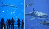 Cá mập voi ở công viên thủy cung Trung Quốc là cá robot, khách tham quan bực bội