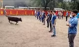 Thầy giáo ở Mexico gây tranh cãi khi bắt sinh viên xếp thành 3 hàng ngay trước mặt bò tót