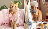 Chú mèo làm "mẫu ảnh", thu nhập còn nhiều hơn cả chúng ta đi làm một năm