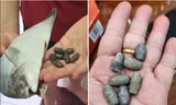 Mua cá về làm món ăn ngày Tết, không ngờ tìm thấy 7 viên chì nặng 100g bên trong