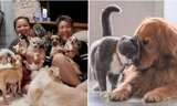 Hàn Quốc: Thú cưng có thể sắp có tư cách pháp lý, được bảo vệ như con người?