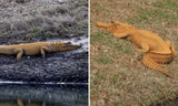 Xuất hiện con cá sấu màu cam trông như quả bí ngô, được giải thích thế nào?
