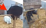 Gấu nhảy vào chuồng heo định tìm bữa tối, ai ngờ bị hai chú heo tấn công, phải bỏ chạy