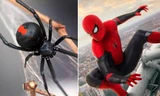 Bé trai 8 tuổi cho nhện Góa Phụ Đen cắn vì muốn thành Người Nhện, tình trạng ra sao?