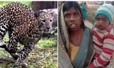 Thấy con trai bị con báo cắp đi, người mẹ Ấn Độ đuổi theo đánh nhau với báo để đòi lại con