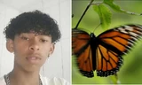 Brazil: Học theo mạng, nam sinh đưa con bướm vào người gây hậu quả nghiêm trọng