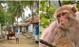 Chuyện hài hước: Chú khỉ siêu quậy ở Ấn Độ tự “bắt” xe tải đi 22km từ rừng về làng
