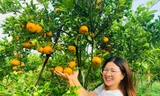 Mê mẩn vườn quýt hồng trĩu quả của nông dân miền Tây 
