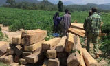 Các đối tượng lâm tặc uy hiếp lực lượng chức năng rồi cướp gỗ tang vật
