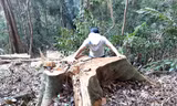 Hiện trường cánh rừng phòng hộ đầu nguồn thuộc xã Sró bị hạ sát