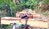 Một vụ vận chuyển lâm sản trái phép trên địa bàn tỉnh Kon Tum năm 2020