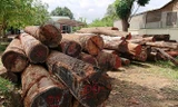 Vụ bắt trùm gỗ lậu Phượng 'râu': Kiểm điểm 9 cán bộ kiểm lâm huyện