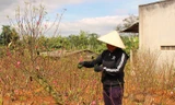 Đào Nhật Tân làm giàu cho nhà vườn Tây Nguyên