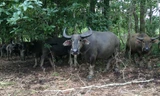 Đàn trâu thường được dùng để kéo gỗ tại vùng giáp ranh 2 huyện Kông Chro và Ia Pa