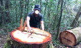 Một vụ phá rừng mà báo Tiền Phong phản ánh tại Kon Tum