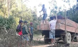 Chủ tịch xã gọi đi bắt lâm tặc, kiểm lâm không đến