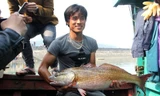 Ngư dân bắt được cá sủ vàng, thương lái trả giá hơn nửa tỷ