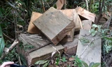 Cây rừng trong tiểu khu 205 đã bị xẻ thành gỗ hộp.