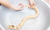 Toàn thân lươn màu vàng óng, trên đầu và cổ có hoa văn màu xám. Ảnh: Phúc Hưng.