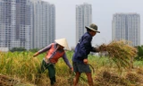 Người dân Sài Gòn gặt lúa ở dự án 'treo' 25 năm