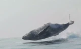 Cá voi lưng gù "bay" lên khỏi mặt nước.