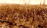 Sự kiện Tunguska ở Siberia, Nga đã phá hủy khu rừng với 80 triệu cây. Ảnh: Siberian Times.