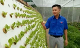 ​Mô hình thanh niên khởi nghiệp trồng rau sạch bằng công nghệ cao ở Sóc Trăng. Ảnh: Hòa Hội.