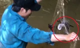 Nam thanh niên đi giăng lưới cá nhưng "dính" toàn rắn và cua. Ảnh cắt từ video