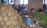 Hiện trường "tắm" sầu riêng.