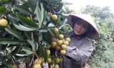 Nhiều gia đình ở Lục Ngạn thắng lớn trong vụ vải thiều 2017 nhờ chú ý chăm sóc vải thiều.